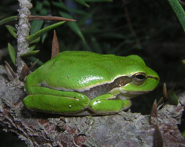 Raganella di colore atipico - Hyla sarda